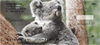 Koala Bears & Babies 